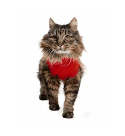 Medical Pet Shirt (Kat / Rood) -Dierenwinkel medical pet shirt 1