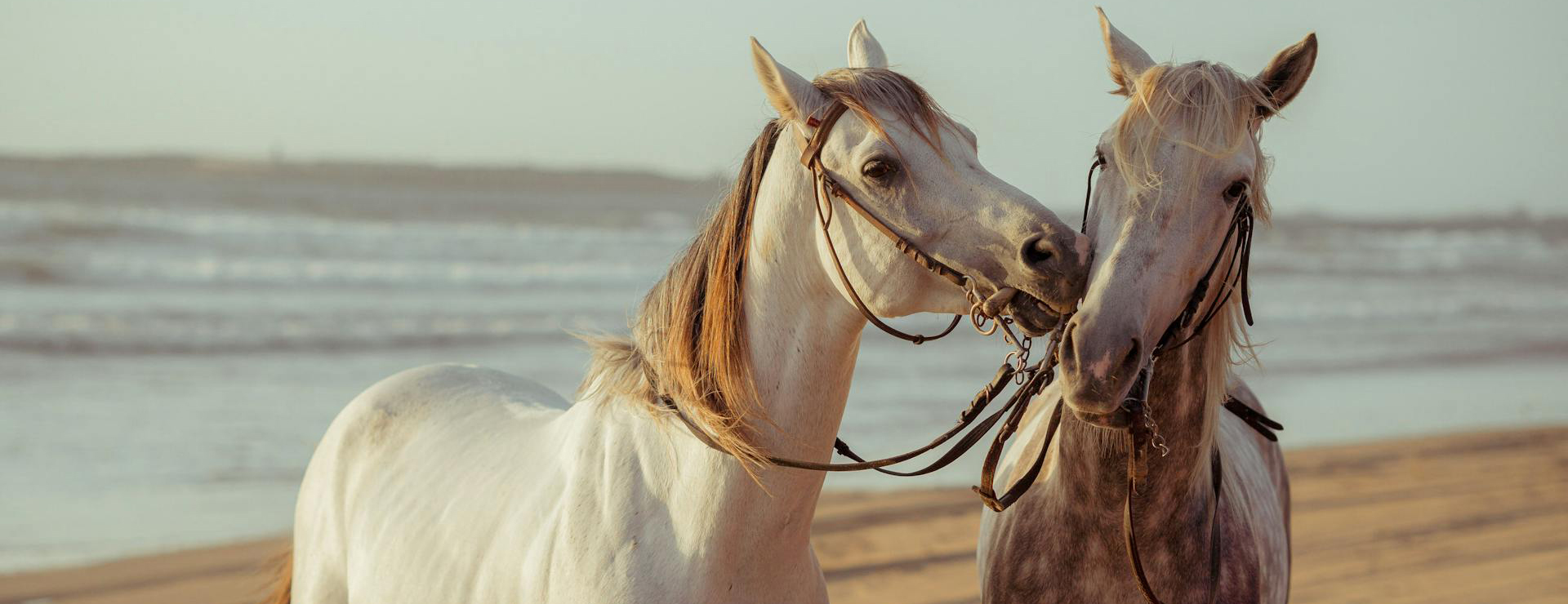 Dierenwinkel -Dierenwinkel pexels hazardos 11336249